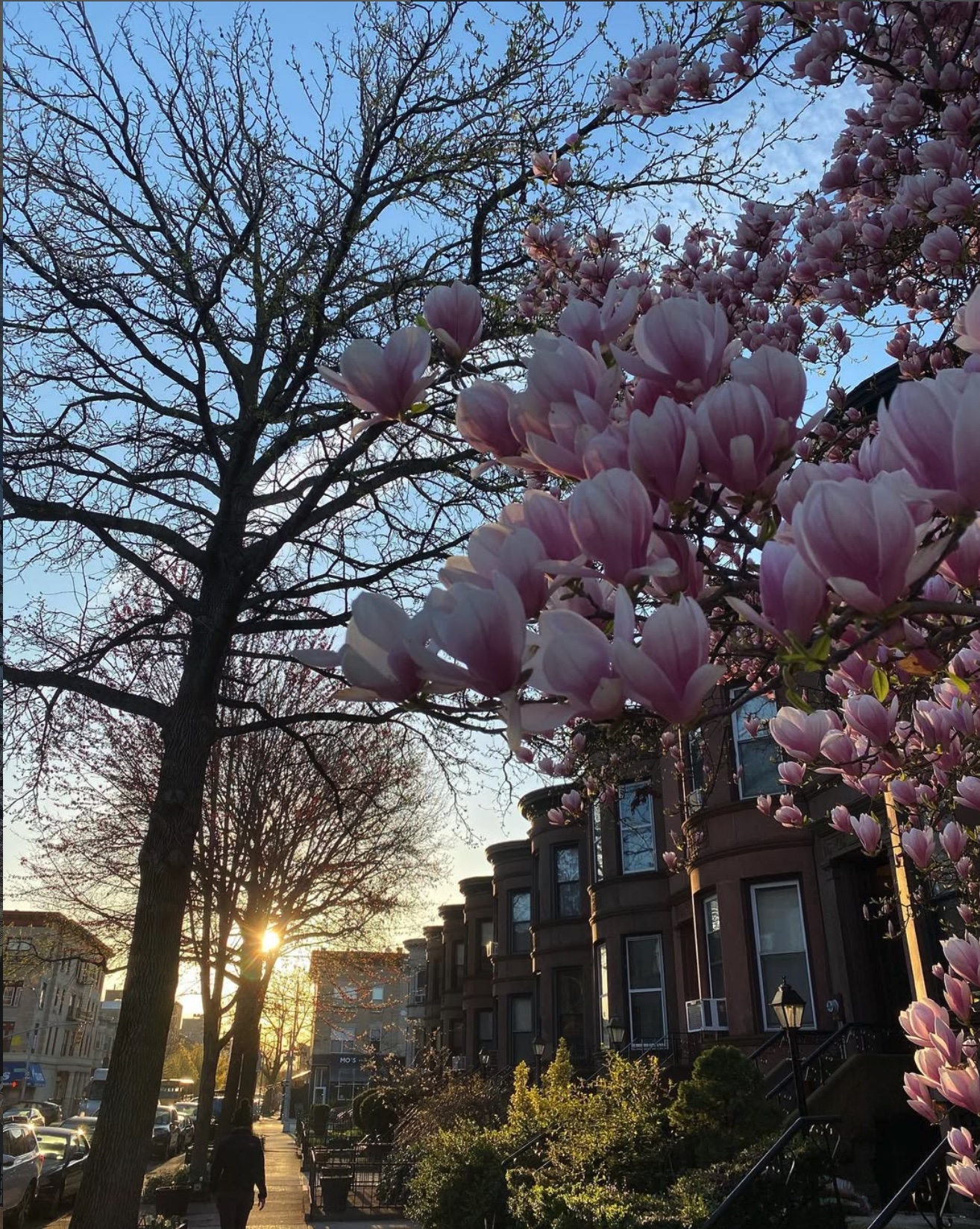 Magnolias blooming on a Brooklyn brownstone block